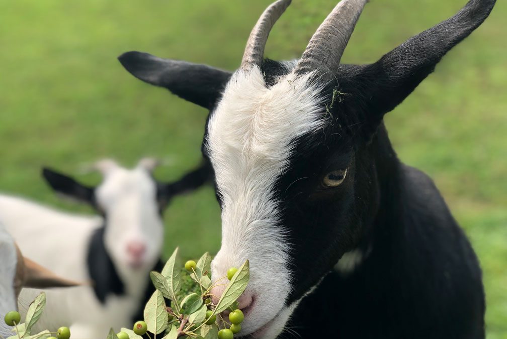 Fainting-Goat-Island-Inn-Lodging-Nichols-Tioga-County-Goat-Bed-and-breakfast