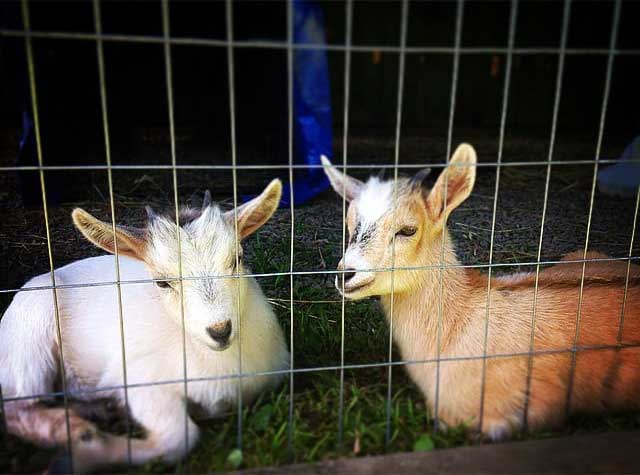 goats