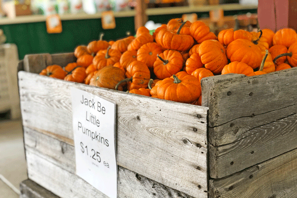 Iron-Kettle-Farm-Little-Pumpkins-Candor-Tioga-County-NY