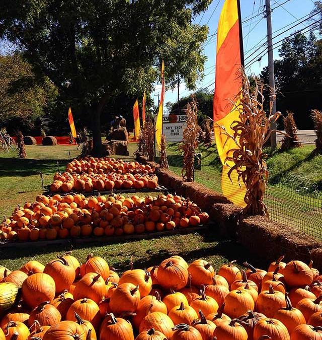 pumpkins