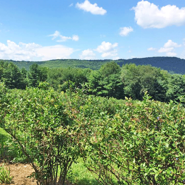 Richford-Hill-Winery-3