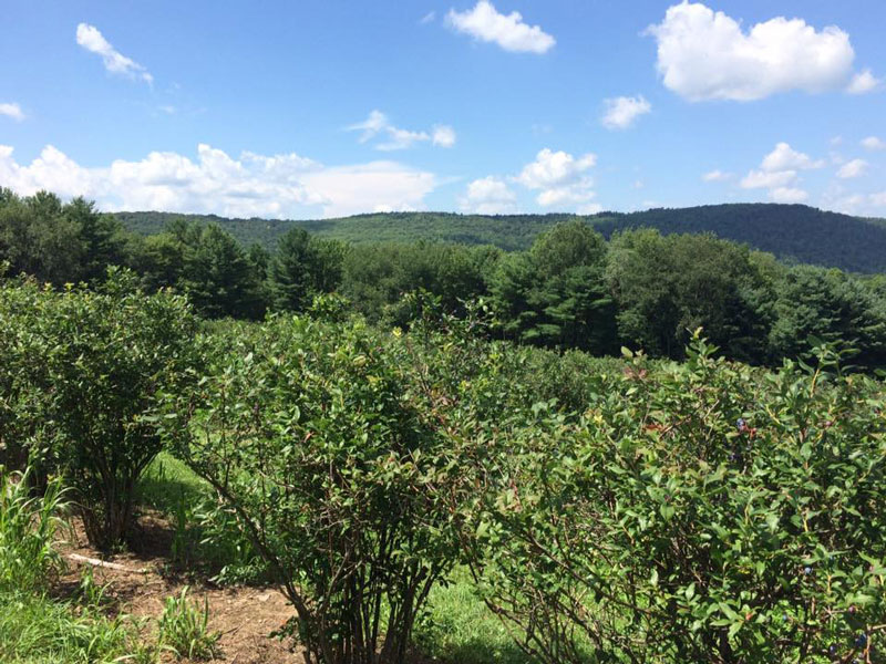 Richford-Hill-Winery-Tioga-Craft-Beverage-3